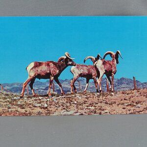 Share Vintage Postcard - Big Horn Sheep Death Valley - Dexter Press